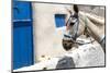 Donkey Waits at Cobbled Stairway, Santorini, Greece-David Noyes-Mounted Photographic Print