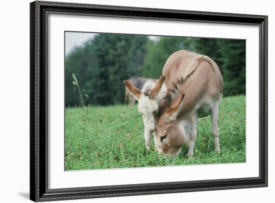 Donkey-null-Framed Photographic Print