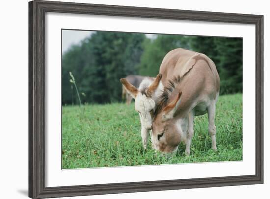 Donkey-null-Framed Photographic Print