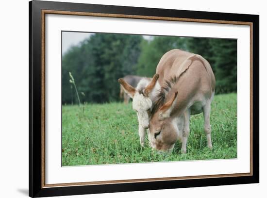 Donkey-null-Framed Photographic Print