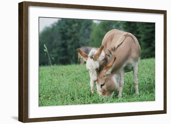 Donkey-null-Framed Photographic Print