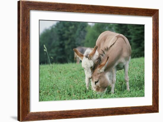 Donkey-null-Framed Photographic Print