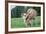 Donkey-null-Framed Photographic Print