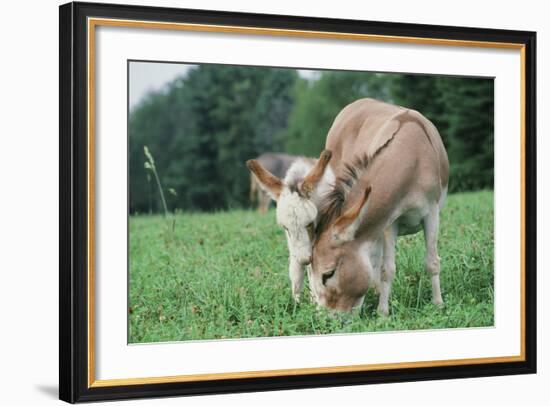 Donkey-null-Framed Photographic Print