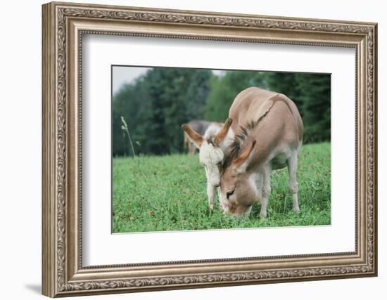 Donkey-null-Framed Photographic Print