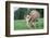 Donkey-null-Framed Photographic Print