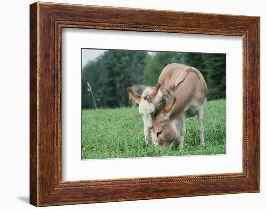 Donkey-null-Framed Photographic Print