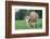 Donkey-null-Framed Photographic Print