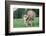 Donkey-null-Framed Photographic Print