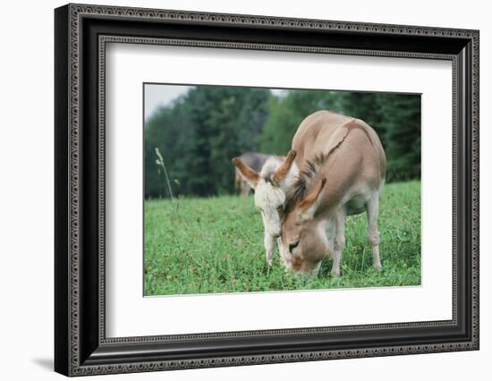 Donkey-null-Framed Photographic Print