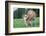 Donkey-null-Framed Photographic Print