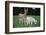 Donkey-null-Framed Photographic Print