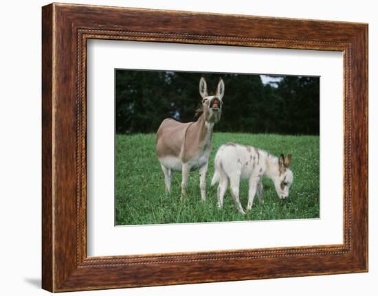 Donkey-null-Framed Photographic Print