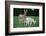 Donkey-null-Framed Photographic Print