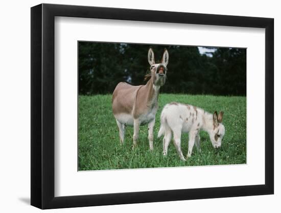 Donkey-null-Framed Photographic Print