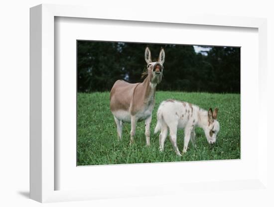 Donkey-null-Framed Photographic Print