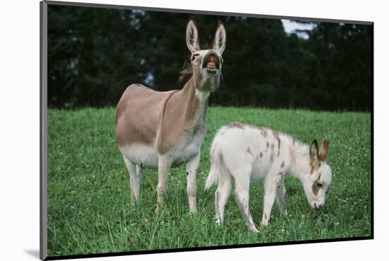 Donkey-null-Mounted Photographic Print