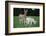 Donkey-null-Framed Photographic Print