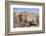 Donkey-null-Framed Photographic Print