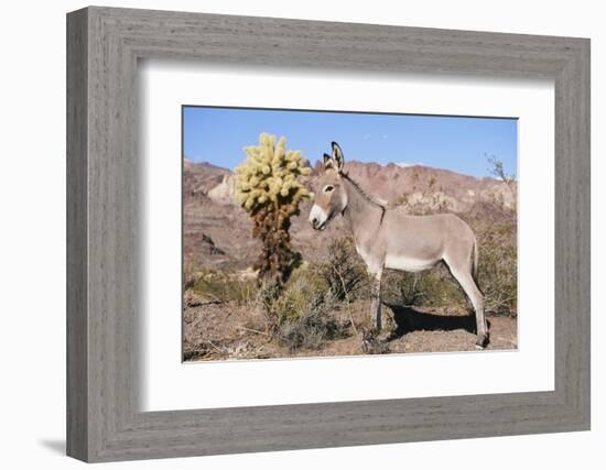 Donkey-null-Framed Photographic Print