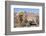 Donkey-null-Framed Photographic Print