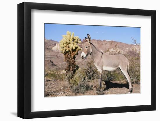 Donkey-null-Framed Photographic Print