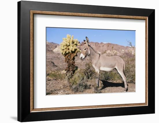 Donkey-null-Framed Photographic Print