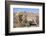 Donkey-null-Framed Photographic Print