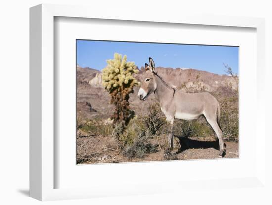 Donkey-null-Framed Photographic Print