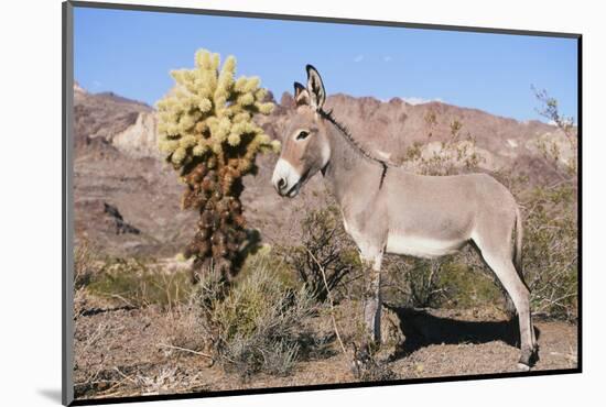 Donkey-null-Mounted Photographic Print