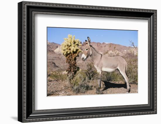 Donkey-null-Framed Photographic Print