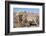 Donkey-null-Framed Photographic Print