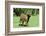 Donkey-null-Framed Photographic Print