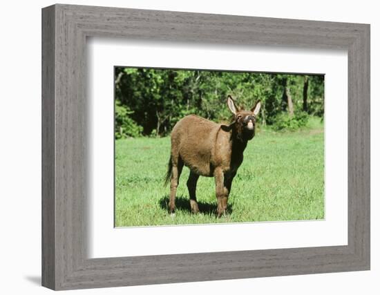 Donkey-null-Framed Photographic Print