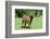 Donkey-null-Framed Photographic Print