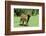 Donkey-null-Framed Photographic Print