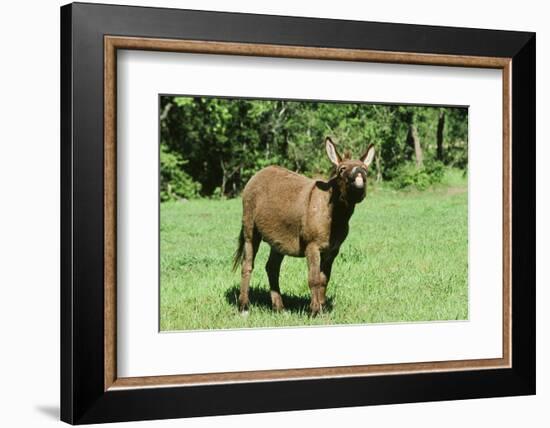 Donkey-null-Framed Photographic Print