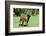 Donkey-null-Framed Photographic Print