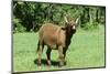 Donkey-null-Mounted Photographic Print