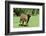 Donkey-null-Framed Photographic Print