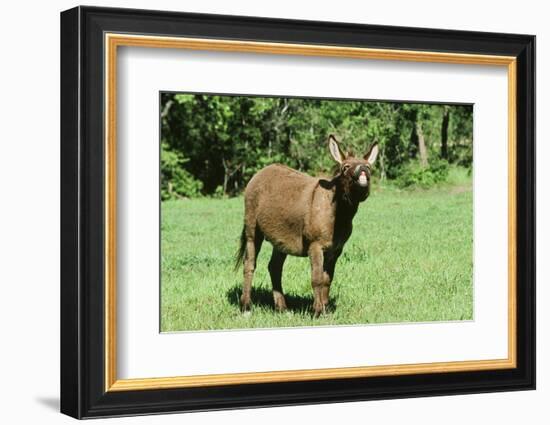 Donkey-null-Framed Photographic Print