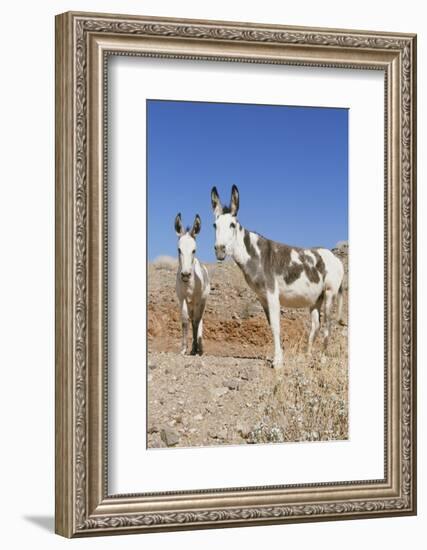 Donkey-null-Framed Photographic Print