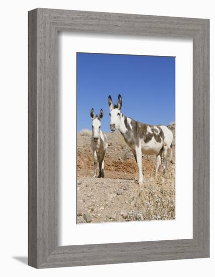 Donkey-null-Framed Photographic Print