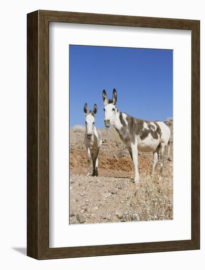 Donkey-null-Framed Photographic Print