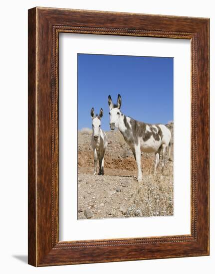 Donkey-null-Framed Photographic Print