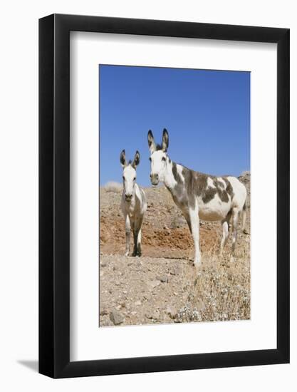 Donkey-null-Framed Photographic Print