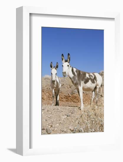 Donkey-null-Framed Photographic Print