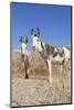 Donkey-null-Mounted Photographic Print