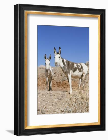 Donkey-null-Framed Photographic Print