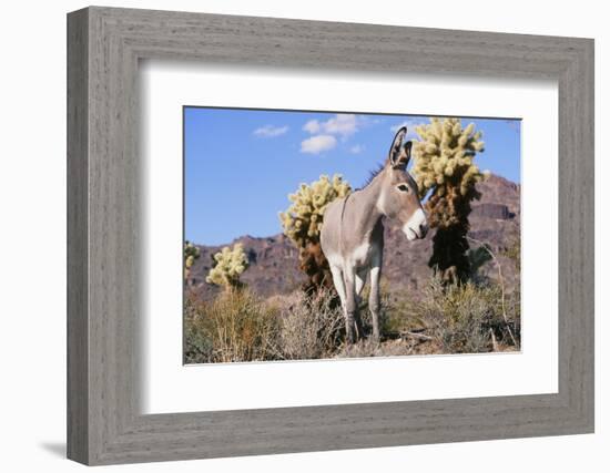 Donkey-null-Framed Photographic Print